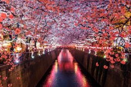 Desktop Cherry Blossom Wallpaper